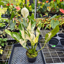 Load image into Gallery viewer, spathiphyllum galaxy, Exact Plant Variegated Ships Nationwide
