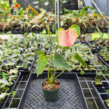 Load image into Gallery viewer, Anthurium Speckled Butterfly Shibori AFF Variegated exact plant, Fedex 2day*
