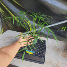 Load image into Gallery viewer, Philodendron Polypodioides, Exact Plant Ships Nationwide