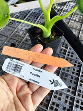 Load image into Gallery viewer, Alocasia Cucullata, Exact Plant Variegated Ships Nationwide