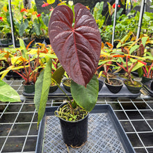 Load image into Gallery viewer, Anthurium Moodeanum x Andraeanum, Exact Plant, Ships Nationwide