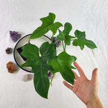 Load image into Gallery viewer, Philodendron Green Golden Dragon 4" pot, Fedex 2day*