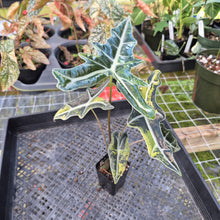 Load image into Gallery viewer, Alocasia sanderiana 'Nobilis' Aurea, Exact Plant Ships Nationwide