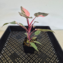 Load image into Gallery viewer, Philodendron Pink Princess Galaxy Variegated exact plant, Fedex 2day*