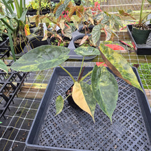 Load image into Gallery viewer, Alocasia Wentii Aurea, Exact Plant, Ships Nationwide