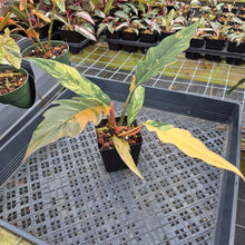 Load image into Gallery viewer, Philodendron Caramel Marble variegated exact plant, Fedex 2day*
