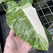 Load image into Gallery viewer, Philodendron Jose Buono Variegated exact plant, Fedex 2day