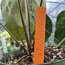 Load image into Gallery viewer, Anthurium Ace of Spades exact plant, Fedex 2day*