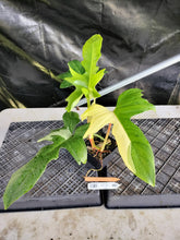 Load image into Gallery viewer, Philodendron Golden Dragon, Exact Plant Variegated Ships Nationwide