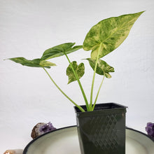 Load image into Gallery viewer, Alocasia Gageana Aurea, Exact Plant Variegated