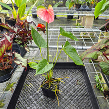 Load image into Gallery viewer, Anthurium Speckled Butterfly Shibori AFF, Exact Plant Variegated