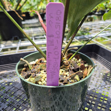 Load image into Gallery viewer, Anthurium Magnificum X Crystalinum AFF noid, exact plant, Fedex 2day*
