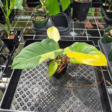 Load image into Gallery viewer, Philodendron Jungle Fever , Exact Plant Variegated Ships Nationwide
