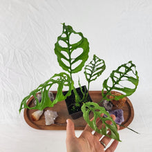 Load image into Gallery viewer, Monstera Obliqua Peru 4" pot, Fedex 2 day*