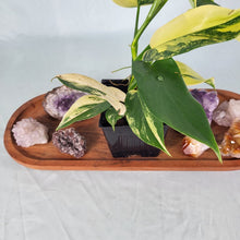 Load image into Gallery viewer, Philodendron Bipennifolium, Exact Plant Variegated