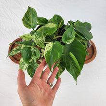 Load image into Gallery viewer, Philodendron Hederaceum, Heart Leaf, Exact Plant Variegated multi pot of 5 Ships Nationwide