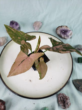 Load image into Gallery viewer, Pink Splash, exact plant, variegated Syngonium, ships nationwide