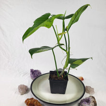 Load image into Gallery viewer, Philodendron Bipennifolium, Exact Plant Variegated Ships Nationwide