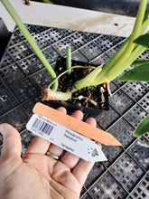 Load image into Gallery viewer, Philodendron Radiatum, Exact Plant Variegated Ships Nationwide