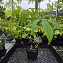 Load image into Gallery viewer, Philodendron Quercifolium, Exact Plant Ships Nationwide