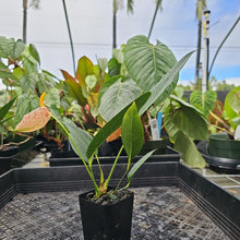 Load image into Gallery viewer, Anthurium Scherzerianum "Pig Tail", Exact Plant Ships Nationwide