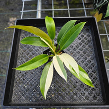 Load image into Gallery viewer, Philodendron Wend Imbe, Exact Plant Variegated 4"