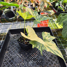 Load image into Gallery viewer, Anthurium Pterodactyl Variegated, Exact Plant Ships Nationwide