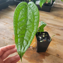 Load image into Gallery viewer, Anthurium Sp. Limon, Exact Plant Ships Nationwide