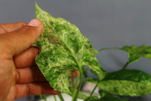 Load image into Gallery viewer, Variegated Syngonium Podophyllum Mojito, ships nationwide