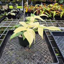 Load image into Gallery viewer, Philodendron Florida Ghost, Exact Plant Ships Nationwide