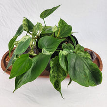 Load image into Gallery viewer, Philodendron Hederaceum, Heart Leaf, Exact Plant Variegated multi pot of 5 Ships Nationwide