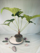 Load image into Gallery viewer, Anthurium Brownii 6" pot, Fedex 2day