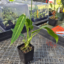 Load image into Gallery viewer, Anthurium Warocqueanum, Queen, Exact Plant Ships Nationwide