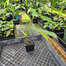 Load image into Gallery viewer, Philodendron Longilobatum Lelano Miyano, Exact Plant Ships Nationwide