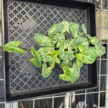 Load image into Gallery viewer, Syngonium Batik 2.5" pot, Fedex 2day*