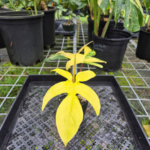 Load image into Gallery viewer, Philodendron Florida Beauty, Exact Plant Variegated