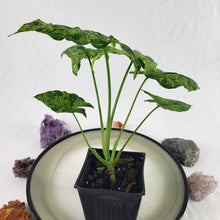Load image into Gallery viewer, Syngonium Mojito Variegated 4" pot, Fedex 2 day*