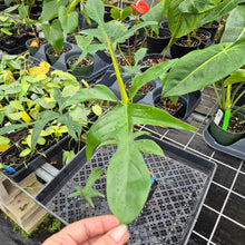 Load image into Gallery viewer, Philodendron Quercifolium x Pedatum, Exact Plant