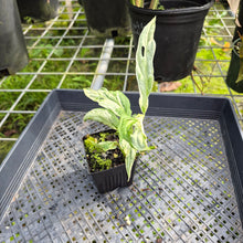 Load image into Gallery viewer, Monstera Adansonii Mint "Indonesia", Exact Plant Variegated Ships Nationwide