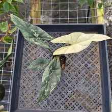 Load image into Gallery viewer, Alocasia simpo albo Exact Plant Ships Nationwide