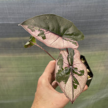 Load image into Gallery viewer, Alocasia Yucatan Princess Pink variegated exact plant, Fedex 2day*