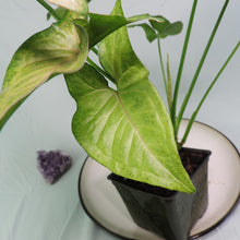 Load image into Gallery viewer, Syngonium Regina Red 4" pot, Fedex 2 day*