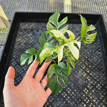 Load image into Gallery viewer, Rhaphidophora Tetrasperma White Monster, Exact Plant Variegated Ships Nationwide