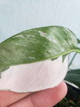 Load image into Gallery viewer, Pinnatum Albo, Exact Plant, Epipremnum