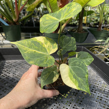 Load image into Gallery viewer, Anthurium Clarinervium Variegated exact plant, Fedex 2day*