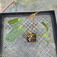 Load image into Gallery viewer, Anthurium Papillilaminum Fort Sherman X ( FS X Ralph Lynam), Exact Plant