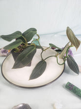 Load image into Gallery viewer, Gigas, exact plant, Philodendron, ships nationwide
