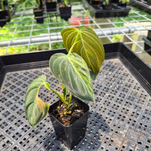 Load image into Gallery viewer, Philodendron Melanochrysum Variegated exact plant, Fedex 2day*