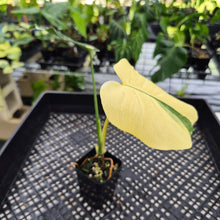 Load image into Gallery viewer, Monstera Deliciosa Creme Brulee variegated exact plant, Fedex 2day*