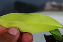 Load image into Gallery viewer, Philodendron Thai Sunrise Exact Plant Ships nationwide